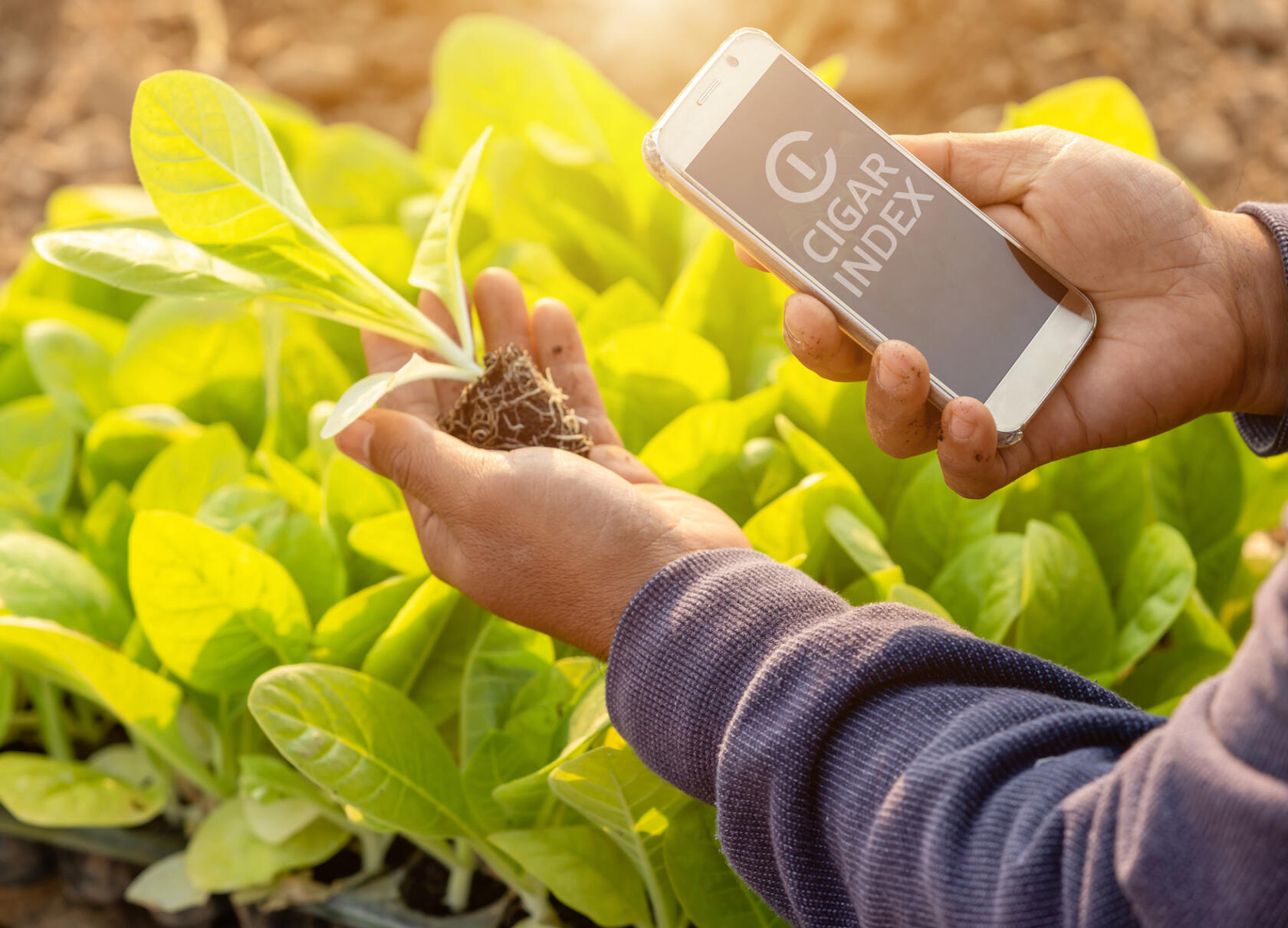 Tobacco botanist registering with Cigar Index
